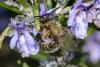 Andrena sp.